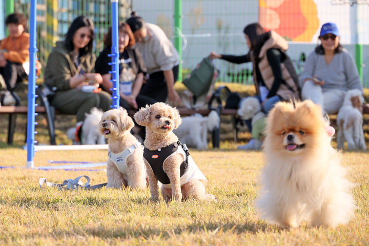 [임실=뉴시스] 31일 임실 오수의견공원에서 열린 '임실 펫스타', 행사 프로그램으로 진행된 반려견 운동회에서 강아지들이 달리기를 준비하며 출발 신호를 기다리고 있다. (사진=임실군 제공) 2025.10.31. photo@newsis.com *재판매 및 DB 금지