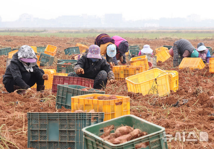 [인천=뉴시스] 전진환 기자 = 31일 오전 인천 강화군의 한 고구마밭에서 농민들이 강화 고무마를 수확하고 있다. 2025.10.31. amin2@newsis.com