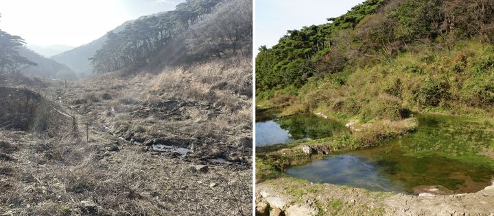 [광주=뉴시스] 훼손된 무등산 너와나목장 생태습지 복원 전(왼쪽)과 후. (사진=국립공원공단 서부지역본부 제공) 2025.11.01. photo@newsis.com *재판매 및 DB 금지