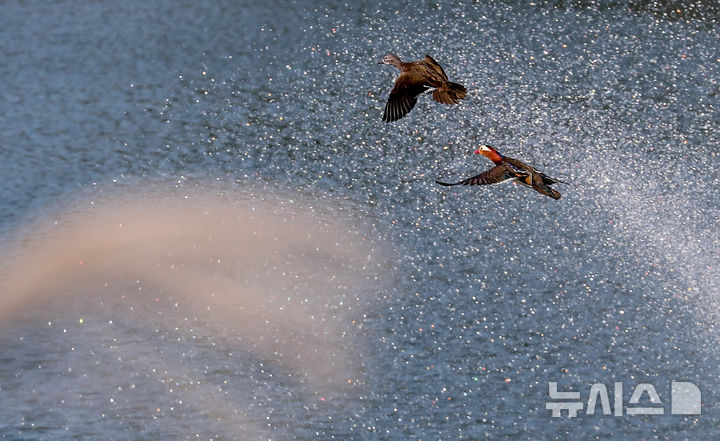 [제주=뉴시스] 우장호 기자 = 지난 2일 오전 제주시 한 저류지에 겨울 철새인 천연기념물 제327호 원앙이 찾아와 휴식을 취하고 있다. 2025.11.02. woo1223@newsis.com