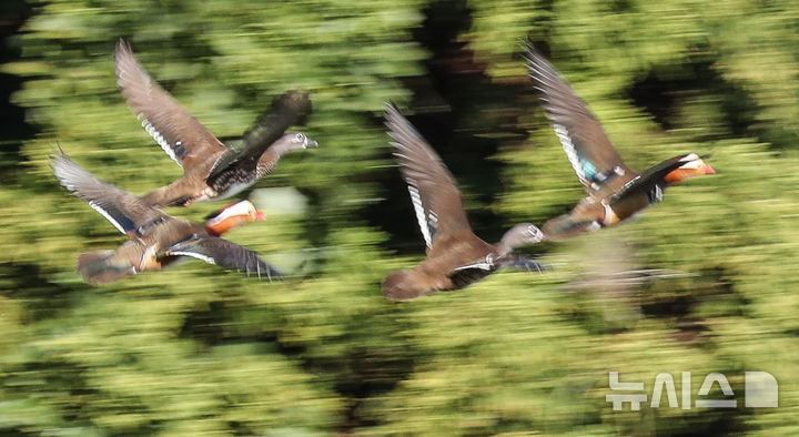 [제주=뉴시스] 우장호 기자 = 완연한 가을 날씨가 이어진 2일 오전 제주시 한 저류지에 겨울 철새인 천연기념물 제327호 원앙이 찾아와 휴식을 취하고 있다. 2025.11.02. woo1223@newsis.com