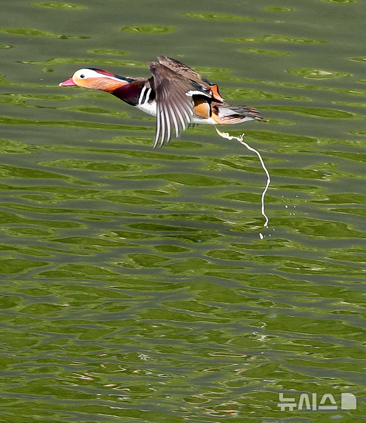 [제주=뉴시스] 우장호 기자 = 완연한 가을 날씨가 이어진 2일 오전 제주시 한 저류지에 겨울 철새인 천연기념물 제327호 원앙이 활공 중 배변활동을 하고 있다. 2025.11.02. woo1223@newsis.com