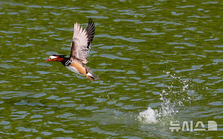 [제주=뉴시스] 우장호 기자 = 완연한 가을 날씨가 이어진 2일 오전 제주시 한 저류지에 겨울 철새인 천연기념물 제327호 원앙이 찾아와 휴식을 취하고 있다. 2025.11.02. woo1223@newsis.com