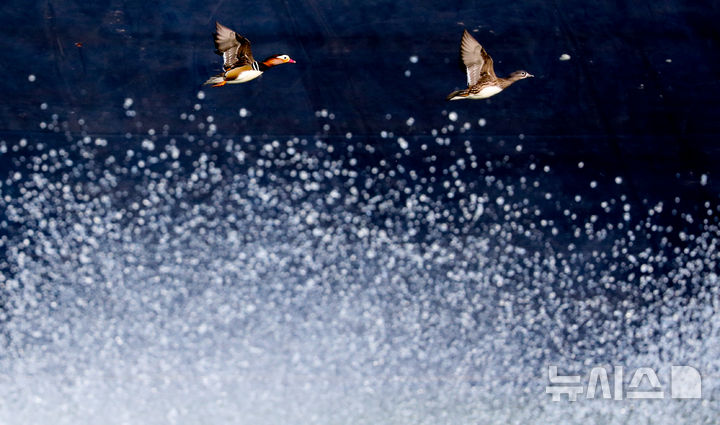[제주=뉴시스] 우장호 기자 = 완연한 가을 날씨가 이어진 2일 오전 제주시 한 저류지에 겨울 철새인 천연기념물 제327호 원앙이 찾아와 휴식을 취하고 있다. 2025.11.02. woo1223@newsis.com