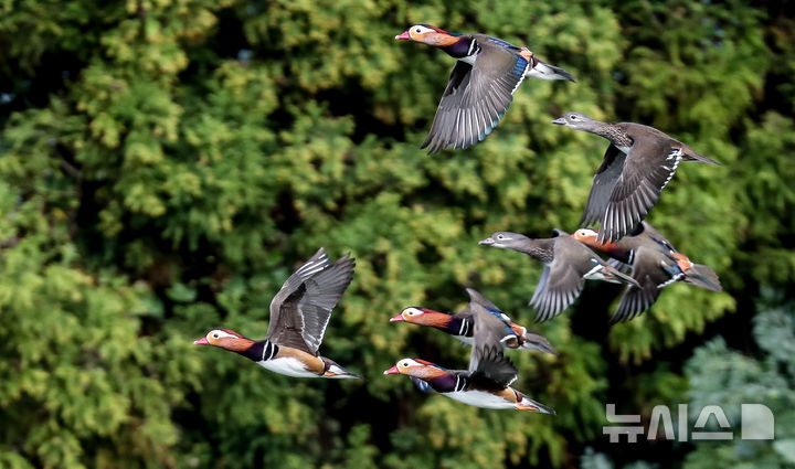 [제주=뉴시스] 우장호 기자 = 완연한 가을 날씨가 이어진 2일 오전 제주시 한 저류지에 겨울 철새인 천연기념물 제327호 원앙이 찾아와 휴식을 취하고 있다. 2025.11.02. woo1223@newsis.com