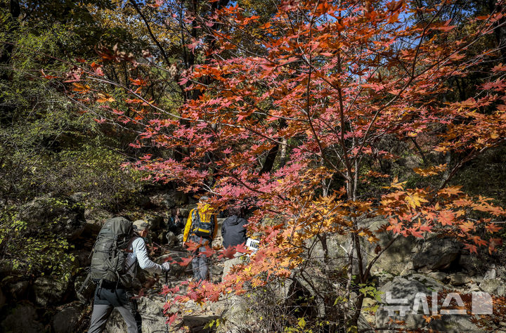 [서울=뉴시스] 정병혁 기자 = 완연한 가을 날씨를 보인 2일 서울 강북구 북한산국립공원 백운대 코스를 찾은 등산객들이 물든 단풍 아래를 걸으며 산을 오르고 있다. 2025.11.02. jhope@newsis.com