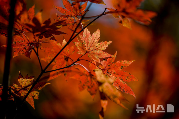 [서울=뉴시스] 정병혁 기자 = 완연한 가을 날씨를 보인 2일 서울 강북구 북한산국립공원 백운대 코스에 단풍이 붉게 물들어 있다. 2025.11.02. jhope@newsis.com