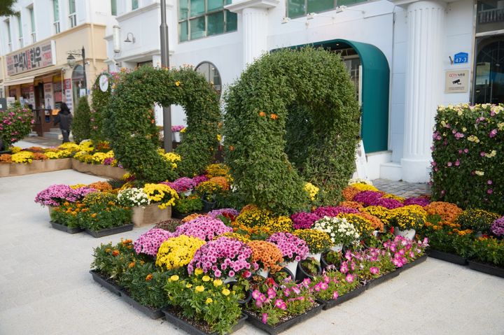 [아산=뉴시스] 충남 아산시가 6일까지 탕정면 지중해마을 일원에서 국화전시회를 개최한다. (사진=아산시 제공) 2025.11.03. photo@newsis.com *재판매 및 DB 금지