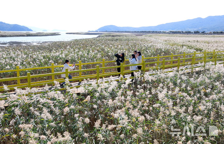 [광주=뉴시스]제10회 강진만 춤추는 갈대축제장에 마련된 국화꽃 정원을 찾은 어린이들. (사진=강진군 제공) 