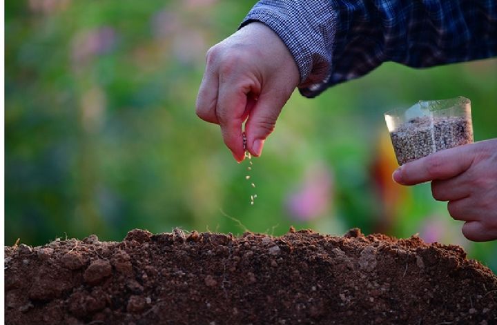 참깨·들깨 성분 분석 AI로 10분이면 'OK'…농진청, 비파괴 종자 분석