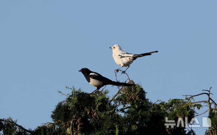 [제주=뉴시스] 지난달 31일 제주시 오등동 한 과수원에서 털이 하얀 까치가 발견됐다. (사진=다큐제주 오승목 감독 제공) 2025.11.03. photo@newsis.com
