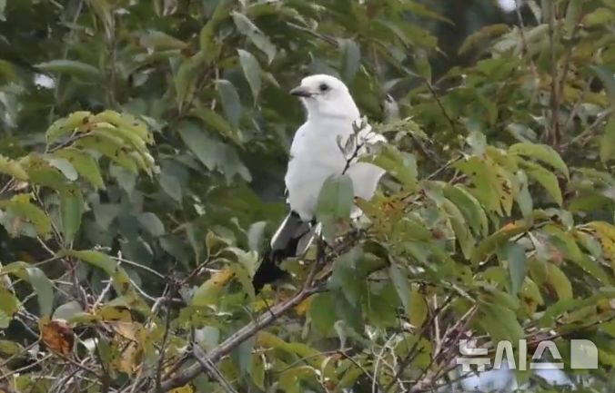 [제주=뉴시스] 지난달 31일 제주시 오등동 한 과수원에서 털이 하얀 까치가 발견됐다. (사진=다큐제주 오승목 감독 제공) 2025.11.03. photo@newsis.com 