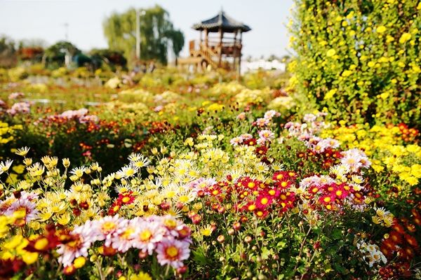 [서산=뉴시스] 지난 2023년 10월30일 충남 서산시 고북면 일원에서 열린 국화축제장에 국화가 만개한 모습. (사진=서산시 제공) 2025.11.03. photo@newsis.com *재판매 및 DB 금지