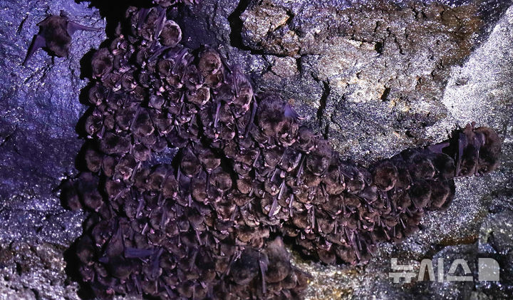 [제주=뉴시스] 우장호 기자 = 3일 국가유산 방문의 해를 맞아 제주 한라산 구린굴이 제주도 세계유산본부 안내로 언론에 특별공개됐다.  한라산 관음사 탐방로 인근 해발 700m에 위치한 구린굴은 2만년 전 백록담 분출과정에서 한라산 북사면을 따라 흘러내린 용암류로 형성된 동굴이다. 사진은 이날 오전 구린굴 내부에 서식 중인 박쥐 모습. 2025.11.03. woo1223@newsis.com