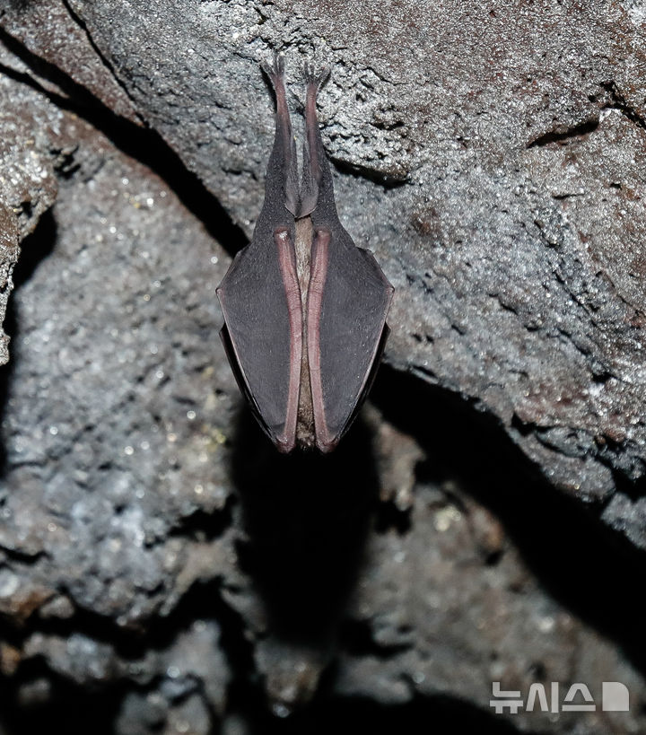 [제주=뉴시스] 우장호 기자 = 3일 국가유산 방문의 해를 맞아 제주 한라산 구린굴이 제주도 세계유산본부 안내로 언론에 특별공개됐다.  한라산 관음사 탐방로 인근 해발 700m에 위치한 구린굴은 2만년 전 백록담 분출과정에서 한라산 북사면을 따라 흘러내린 용암류로 형성된 동굴이다. 사진은 이날 오전 구린굴 내부에 서식 중인 관박쥐 모습. 2025.11.03. woo1223@newsis.com