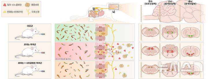 [서울=뉴시스] 경구 로테논을 투여한 동물모델에서 장내 염증 반응을 확인할 수 있었다. 알파-시누클레인 단백질이 장 상피세포와 신경을 따라 이동해 중뇌까지 퍼진다. 시타글립틴 병용 투여 시 이러한 장내 염증 반응과 더불어 단백질 축적이 줄어 뇌로의 알파-시누클레인 확산과 도파민 신경세포 손상을 억제했다. (사진= 세브란스병원 제공)