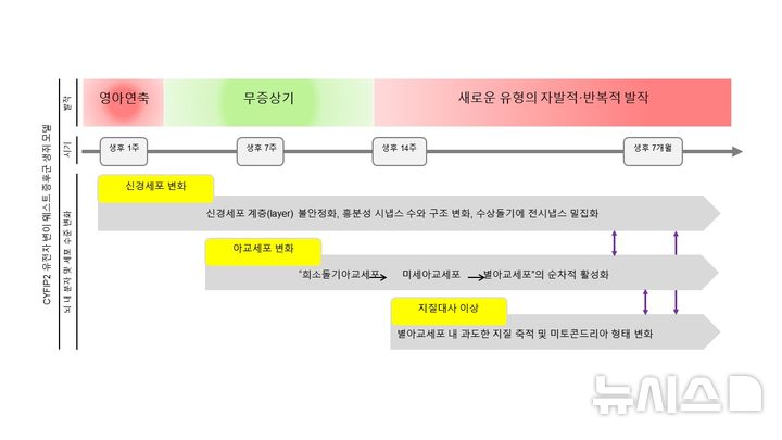 [서울=뉴시스] CYFIP2 유전자 변이 웨스트 증후군 생쥐 모델 실험 결과. (사진= 고려대학교의료원 제공)