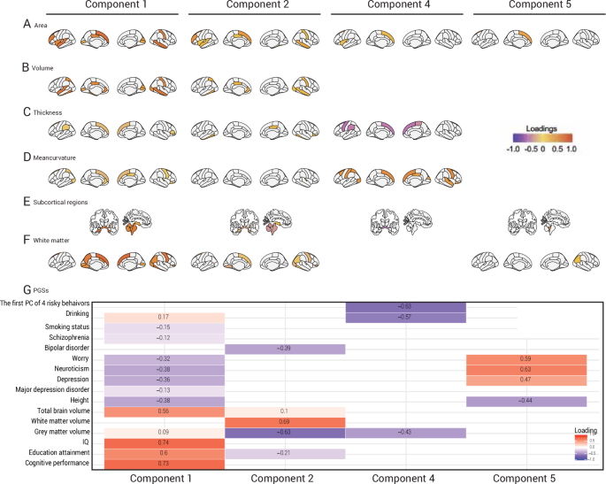 [서울=뉴시스] 연구팀이 구축한 '유전-뇌 연결 지도'. (사진=성균관대 제공) 2025.11.04. photo@newsis.com *재판매 및 DB 금지