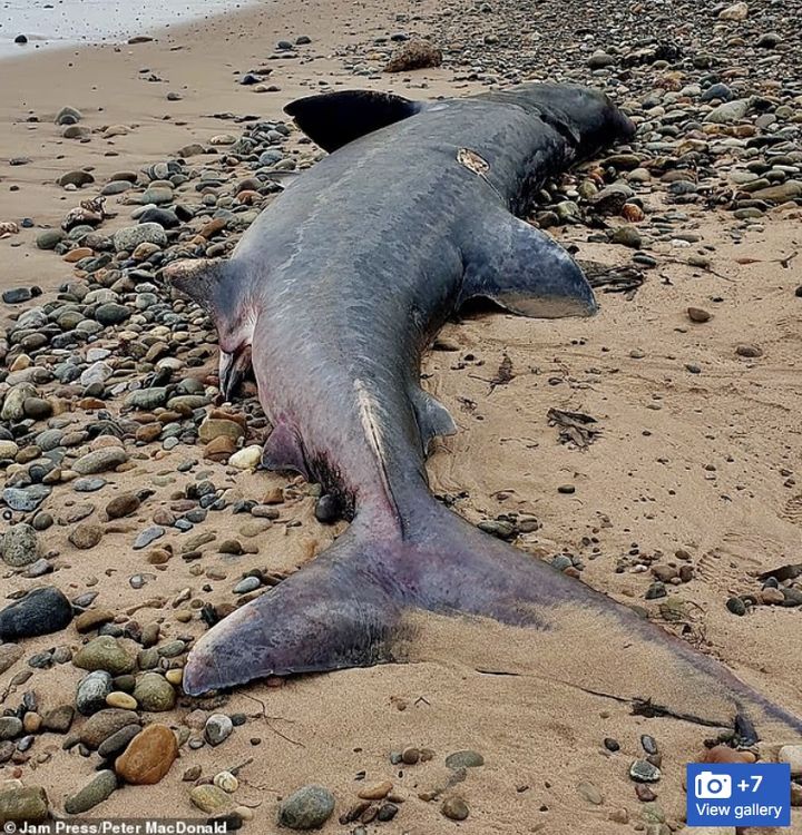 [서울=뉴시스]스코틀랜드 인버네스 인근 해안에 지난달 길이 3.6m에 달하는 거대한 바스킹상어 사체(사진)가 떠밀려왔다. 전문가들은 질병, 어업 도구와의 충돌 가능성 외에도 해양 플라스틱 오염이 영향을 미쳤을 가능성을 제기하고 있다. (사진출처: 데일리메일 캡처)2025.11.04.