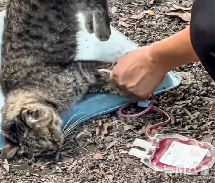 [서울=뉴시스](사진=사우스차니아모닝포스트)