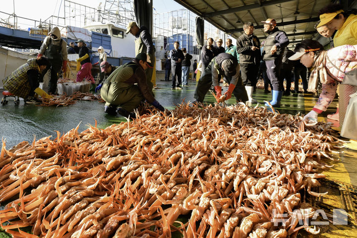 [영덕=뉴시스] 안병철 기자 = 지난 3일 경북 영덕 강구항 위판장에서 영덕대게가 올해 처음 위판됐다.(사진=영덕군 제공) 2025.11.04. photo@newsis.com