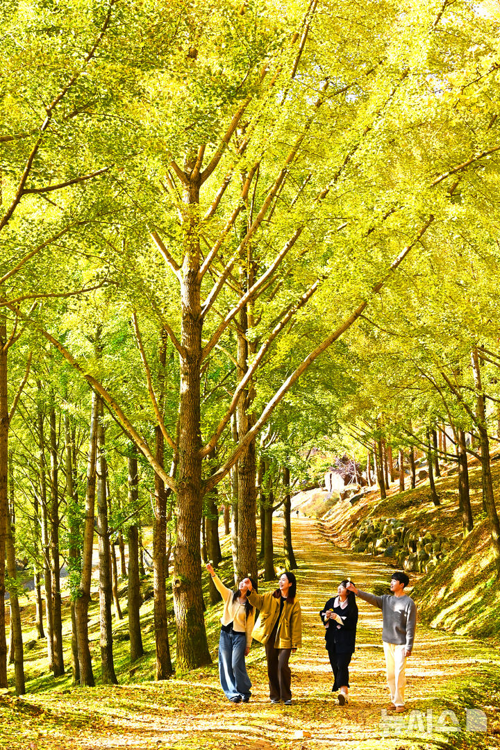 [용인=뉴시스] 김종택 기자 = 에버랜드가 경기 용인시 신원리 일대에 약 15만㎡(약 4만 5000평) 규모로 조성한 은행나무 숲이 4일 깊어가는 가을속에 황금빛으로 물들어 가고 있다.에버랜드 은행나무 숲은 1970년대부터 산림녹화를 위해 은행나무 약 3만 그루를 식재한 이후 50년 동안 외부에 거의 공개되지 않고 자연 그대로 보전해온 국내 최대 규모의 은행나무 군락지다. 에버랜드는 오는 7일부터 10일까지 나흘간 에버랜드 정원 구독 서비스인 가든패스 구독자들을 대상으로 은행나무숲을 공개할 예정이다. 2025.11.04. jtk@newsis.com