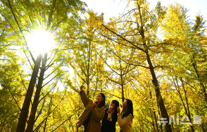 [용인=뉴시스] 김종택 기자 = 에버랜드가 경기 용인시 신원리 일대에 약 15만㎡(약 4만 5000평) 규모로 조성한 은행나무 숲이 4일 깊어가는 가을속에 황금빛으로 물들어 가고 있다.에버랜드 은행나무 숲은 1970년대부터 산림녹화를 위해 은행나무 약 3만 그루를 식재한 이후 50년 동안 외부에 거의 공개되지 않고 자연 그대로 보전해온 국내 최대 규모의 은행나무 군락지다. 에버랜드는 오는 7일부터 10일까지 나흘간 에버랜드 정원 구독 서비스인 가든패스 구독자들을 대상으로 은행나무숲을 공개할 예정이다. 2025.11.04. jtk@newsis.com