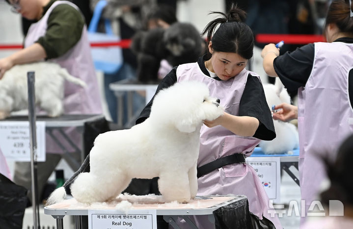 [수원=뉴시스] 김종택 기자 = 4일 경기 수원시 권선구 수원메쎄에서 열린 제9회 리케이배 펫 아트 페스티벌에서 참가자들이 애견 미용 실력을 선보이고 있다. 2025.11.04. jtk@newsis.com