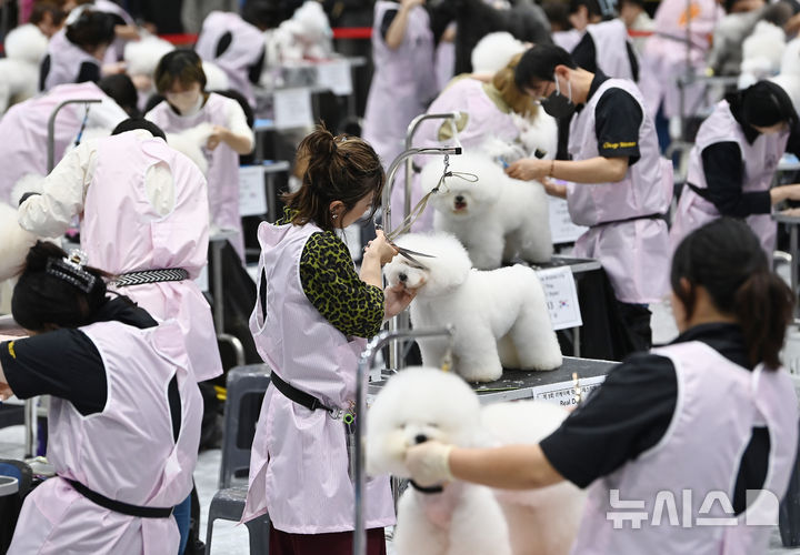 [수원=뉴시스] 김종택 기자 = 4일 경기 수원시 권선구 수원메쎄에서 열린 제9회 리케이배 펫 아트 페스티벌에서 참가자들이 애견 미용 실력을 선보이고 있다. 2025.11.04. jtk@newsis.com