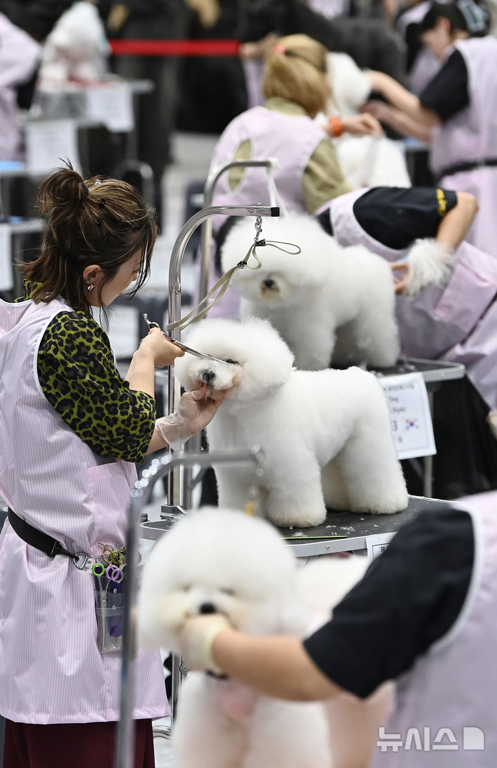 [수원=뉴시스] 김종택 기자 = 4일 경기 수원시 권선구 수원메쎄에서 열린 제9회 리케이배 펫 아트 페스티벌에서 참가자들이 애견 미용 실력을 선보이고 있다. 2025.11.04. jtk@newsis.com