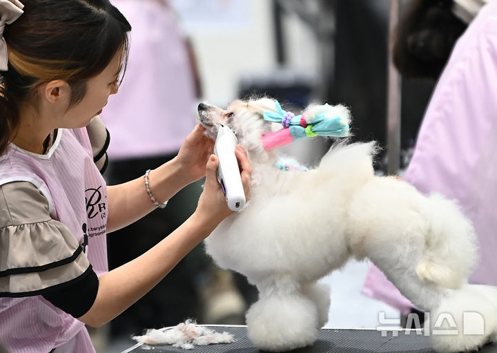 [수원=뉴시스] 김종택 기자 = 4일 경기 수원시 권선구 수원메쎄에서 열린 제9회 리케이배 펫 아트 페스티벌에서 참가자들이 애견 미용 실력을 선보이고 있다. 2025.11.04. jtk@newsis.com