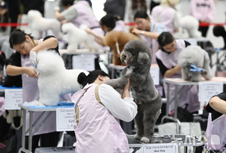[수원=뉴시스] 김종택 기자 = 4일 경기 수원시 권선구 수원메쎄에서 열린 제9회 리케이배 펫 아트 페스티벌에서 참가자들이 애견 미용 실력을 선보이고 있다. 2025.11.04. jtk@newsis.com