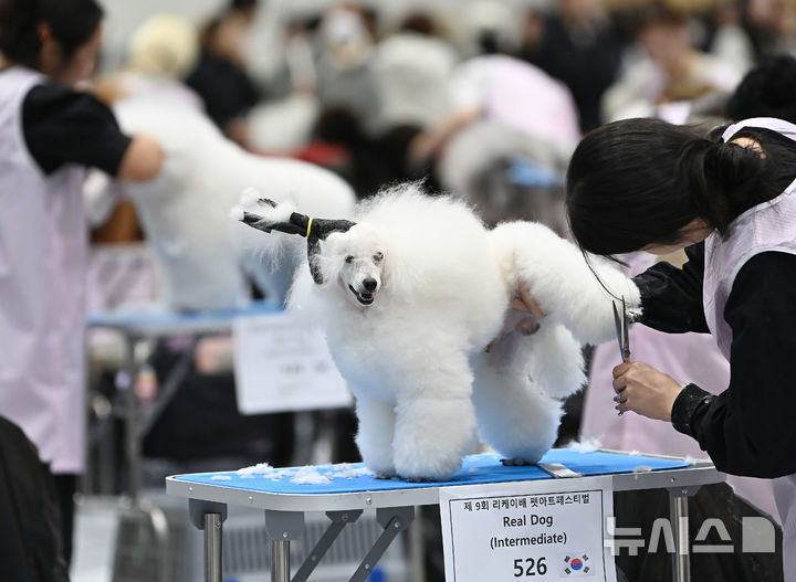 [수원=뉴시스] 김종택 기자 = 4일 경기 수원시 권선구 수원메쎄에서 열린 제9회 리케이배 펫 아트 페스티벌에서 참가자들이 애견 미용 실력을 선보이고 있다. 2025.11.04. jtk@newsis.com