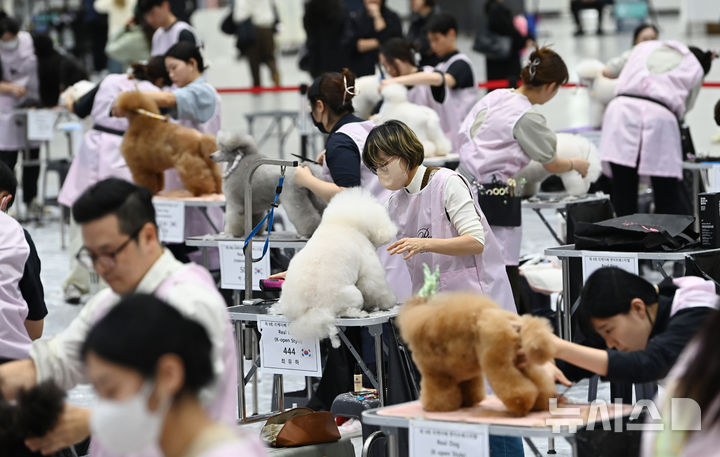 [수원=뉴시스] 김종택 기자 = 4일 경기 수원시 권선구 수원메쎄에서 열린 제9회 리케이배 펫 아트 페스티벌에서 참가자들이 애견 미용 실력을 선보이고 있다. 2025.11.04. jtk@newsis.com