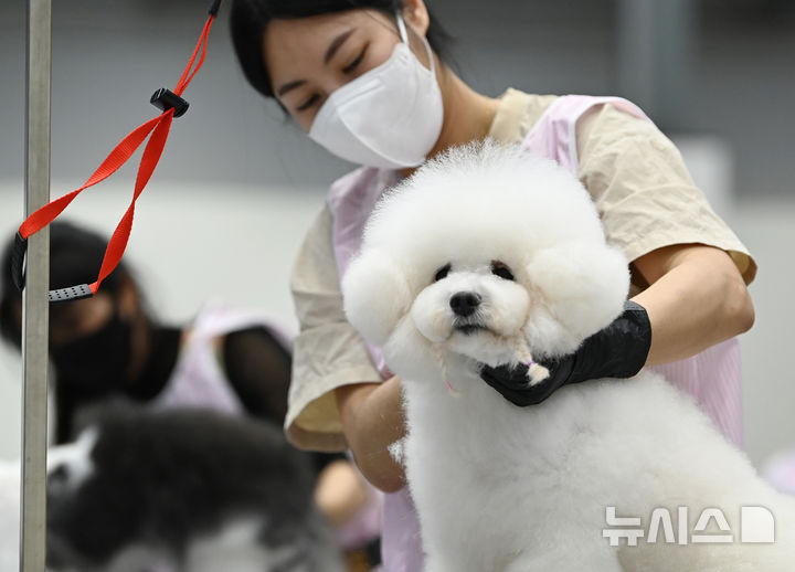 [수원=뉴시스] 김종택 기자 = 4일 경기 수원시 권선구 수원메쎄에서 열린 제9회 리케이배 펫 아트 페스티벌에서 참가자들이 애견 미용 실력을 선보이고 있다. 2025.11.04. jtk@newsis.com