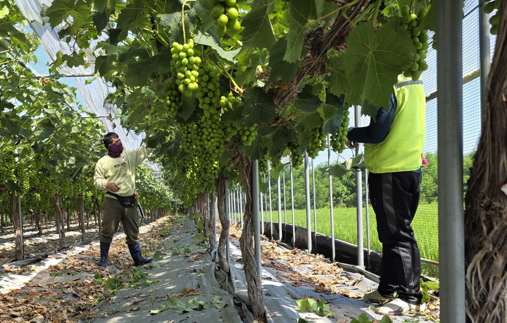보은지역 농촌서 일손 돕는 라오스 계절근로자 *재판매 및 DB 금지
