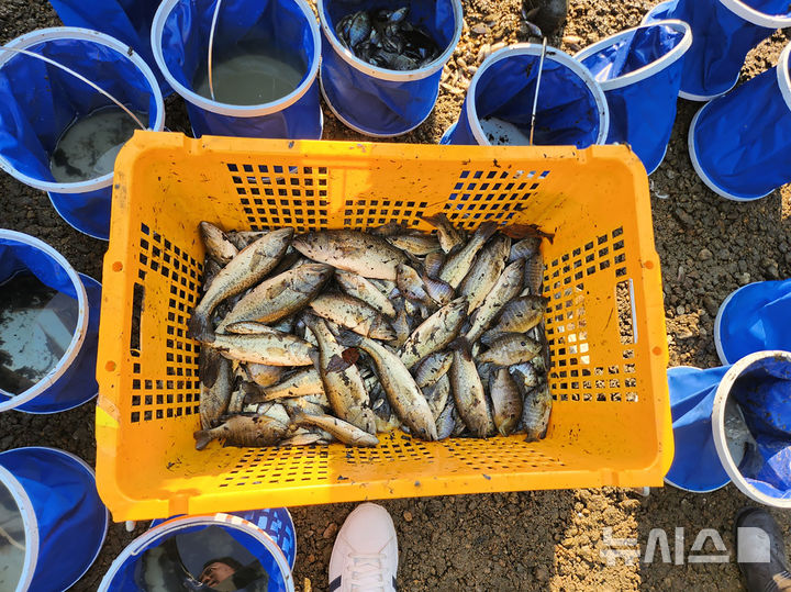 [성남=뉴시스]성남 중앙공원 내 분당호에서 포획한 생태계교란 외래어종 배스(사진=성남시 제공) 2025.11.05.photo@newsis.com