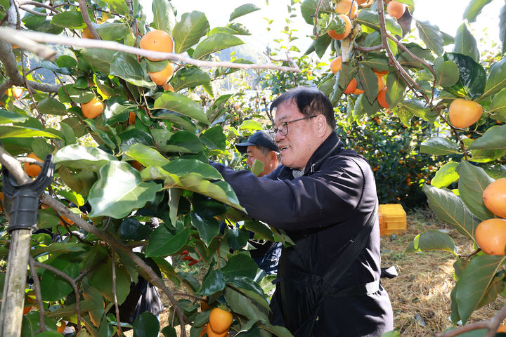 [산청=뉴시스] 산청군 감농가 농촌일손돕기 (사진=산청군 제공) 2025. 11. 05. photo@newsis.com  *재판매 및 DB 금지