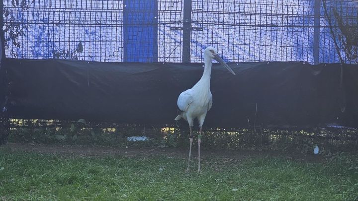 [예산=뉴시스] 일본 효고현에서 도입된 황새 성체 두 마리 중 암컷의 모습. (사진=예산군 제공) 2025.11.05. photo@newsis.com *재판매 및 DB 금지