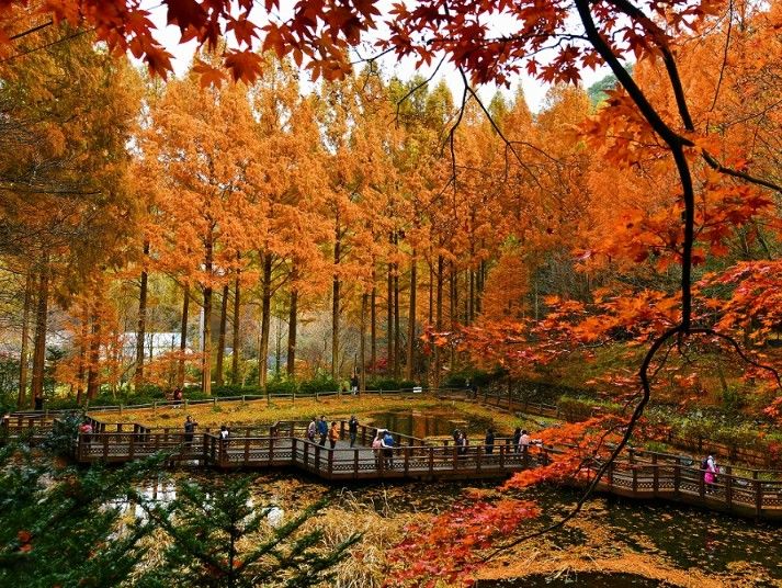 [대전=뉴시스] 대전 장태산휴양림. (사진=뉴시스 DB). photo@newsis.com  *재판매 및 DB 금지