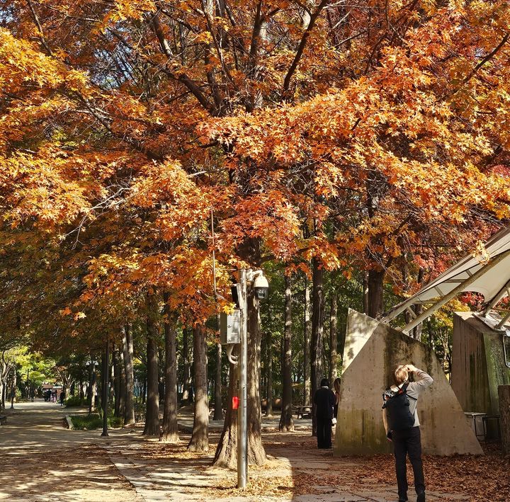 [서울=뉴시스] 조수원 기자 = 5일 서울 성동구 서울숲에서 한 외국인 관광객이 카메라로 단풍이 든 나무를 찍고 있다.2025.11.05. tide1@newsis.com *재판매 및 DB 금지
