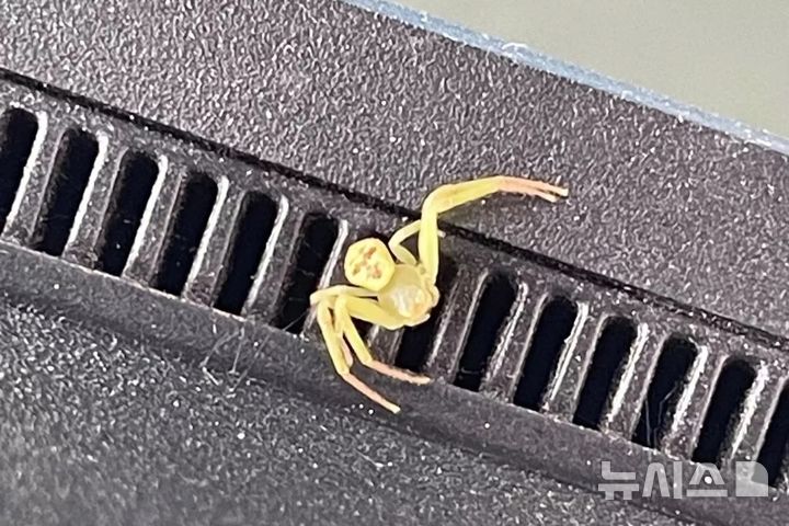 [뉴시스]태국의 한 누리꾼이 사람 얼굴처럼 보이는 무늬가 있는 거미 사진을 올려 화제다.(사진=페이스북)