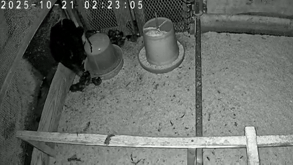 [뉴시스] 지난달 21일 새벽 야마가타현 오구니정의 한 닭 농가에 야생 곰 한 마리가 침입해 병아리 30마리 가량을 잡아먹는 모습. (영상=TV유야마가타) 2025.11.5 *재판매 및 DB 금지 *재판매 및 DB 금지