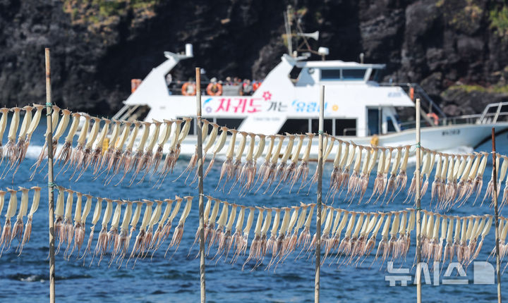 [제주=뉴시스] 우장호 기자 = 맑은 날씨를 보인 5일 오전 제주시 한경면 고산리 차귀도포구에서 오징어가 가을 햇살 아래서 건조되고 있다. 2025.11.05. woo1223@newsis.com