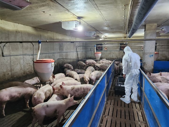 [세종=뉴시스] 감귤부산물 악취저감제 활용 모습. (사진=농촌진흥청 제공) *재판매 및 DB 금지