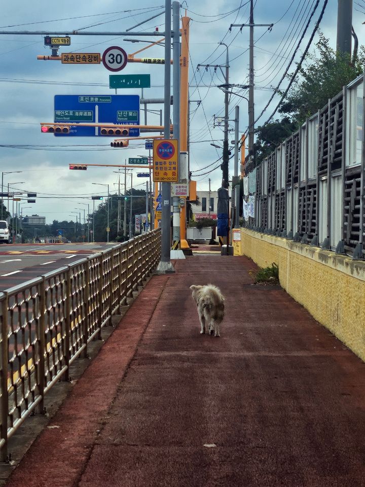 [서귀포=뉴시스] 서귀포시 표선초등학교 주변에 출몰한 유기견. (사진=서귀포시 제공) 2025.11.06. photo@newsis.com *재판매 및 DB 금지
