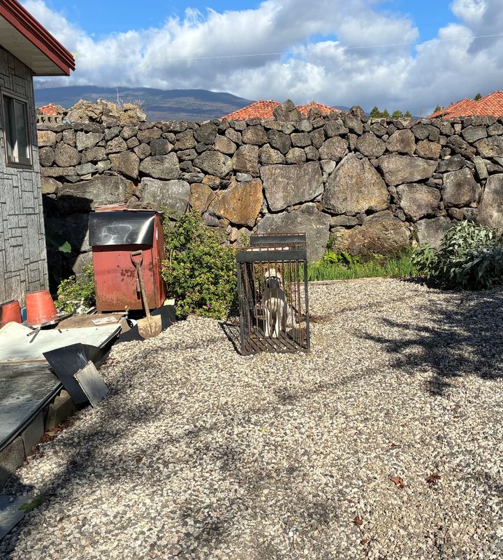 [서귀포=뉴시스] 서귀포시가 포획한 야생화된 유기견. (사진=서귀포시 제공) 2025.11.06. photo@newsis.com *재판매 및 DB 금지