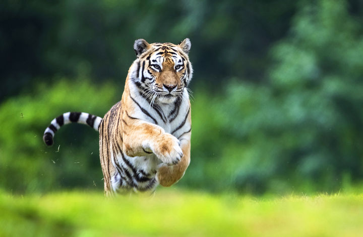 [봉화=뉴시스] 백두산호랑이 '한청' (사진=한국수목원정원관리원 제공) 2025.11.06. photo@newsis.com *재판매 및 DB 금지