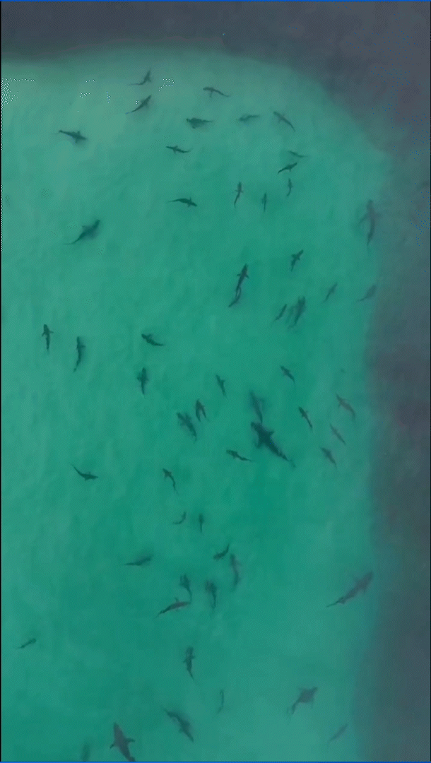 [뉴시스] 관찰자가 드론으로 상어의 정어리 떼 광경을 촬영해 인스타그램에 공유했다. (사진=데일리메일) 2025.11.05. *재판매 및 DB 금지 *재판매 및 DB 금지