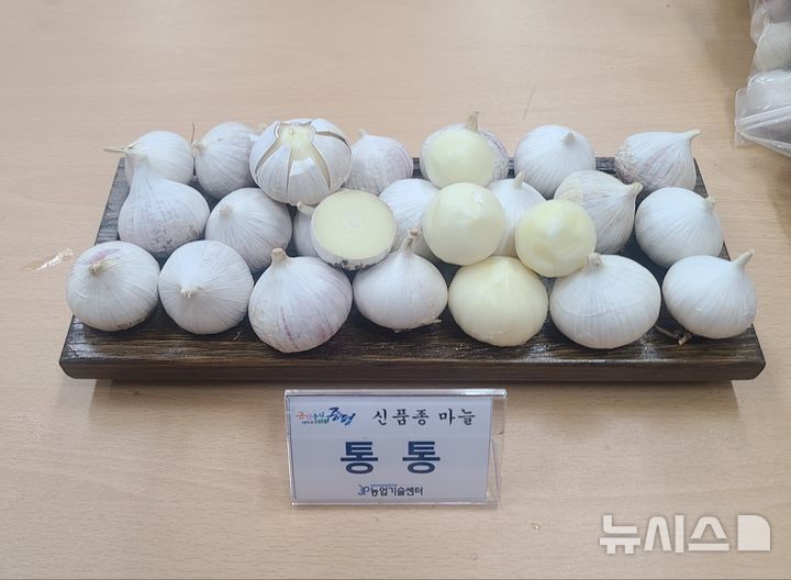 [증평=뉴시스] 통통마늘 (사진= 증평군 제공) 2025.11.07. photo@newsis.com *재판매 및 DB 금지